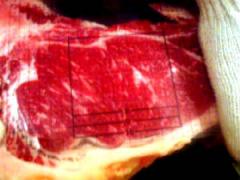 rib.jpg